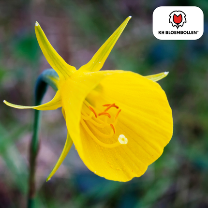 Narzisse Golden Bells – 25 Blumenzwiebeln – Glockenförmige, tiefgelbe Blüten – Frühlingsblüher & winterhart