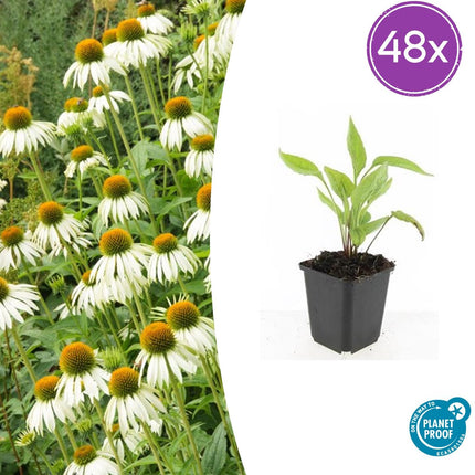 Echinacea purpurea 'White Swan' – 48 Pflanzen – ↕10-25cm – Ø9cm – Weißer Sonnenhut – Winterhart, trockenheitsresistent & bienenfreundlich