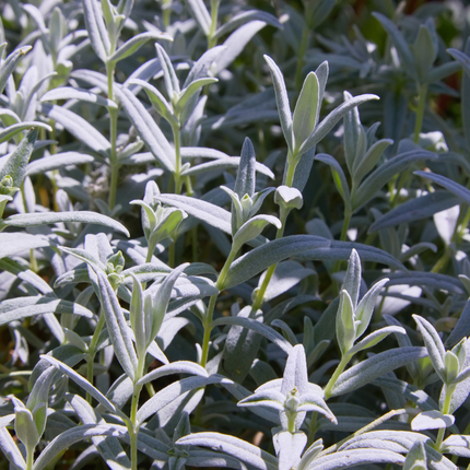 Filziges Hornkraut Cerastium tomentosum – 24 Pflanzen – Teppichbildende Staude für sonnige Standorte – Bodendecker für Steingarten & Beet – 10-25cm