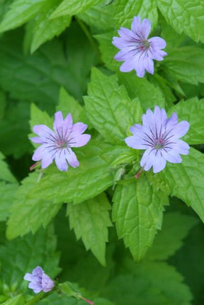 Geranium nodosum – 48 Pflanzen – ↕10-25cm – Ø9cm – Bodendecker – Tiefpurpurne Blüten – Winterhart – Pflegeleicht – Schattengarten & Waldgarten