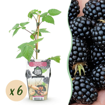 Brombeere Rubus fruticosus Black Satin winterhart 6 Pflanzen Ø9cm Höhe30cm – Saftige Brombeeren für Garten Beet Balkon & Terrasse