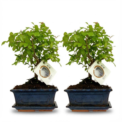 Bonsai Baum Set – 2 Pflanzen – Höhe 25-30cm – Kugelförmige Krone – Im dekorativen Keramiktopf – Miniaturbaum für Wohnraum Büro & Fensterbank