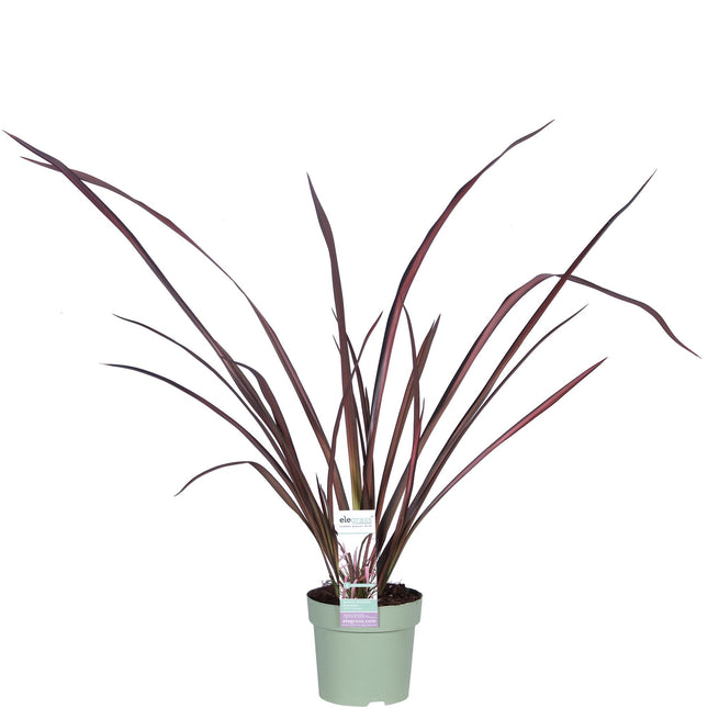 Neuseeländer Flachs - Phormium 'Pink Flamingo' - Ø14cm ↕50cm - Immergrüne Zierpflanze mit rosa Schwertblättern - Winterhart & pflegeleicht