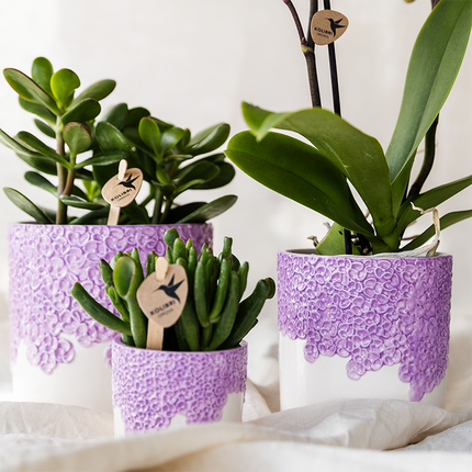 Pflanzenset 3 Pflanzen – violette Vienna Orchidee + 2 Grünpflanzen inkl. Übertöpfe – Töpfe 6cm, 9cm, 12cm – blühende Zimmerpflanze frisch vom Züchter
