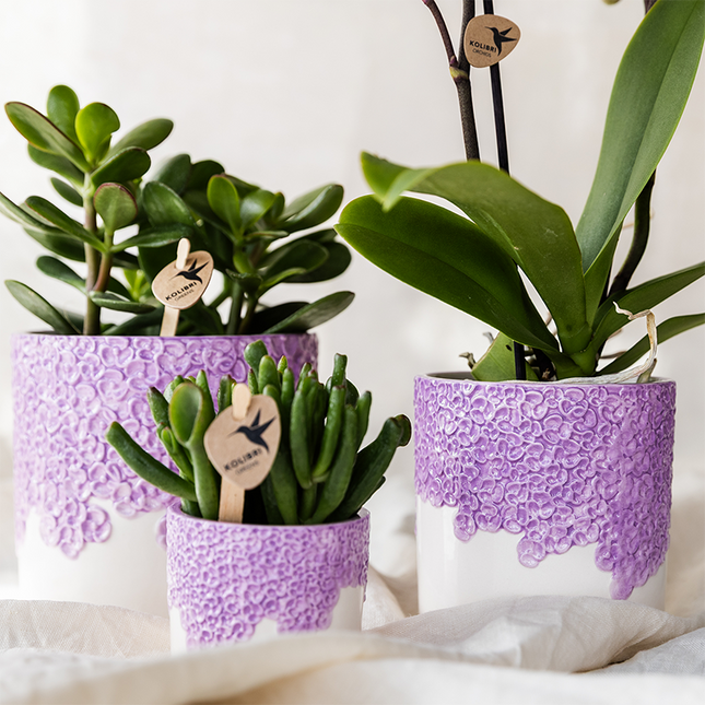 Pflanzenset 3 Pflanzen – violette Vienna Orchidee + 2 Grünpflanzen inkl. Übertöpfe – Töpfe 6cm, 9cm, 12cm – blühende Zimmerpflanze frisch vom Züchter
