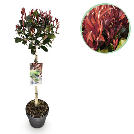 Glanzmispel Photinia fraseri Little Red Robin – 19cm Höhe ca.90cm – Immergrün & winterhart – Grün-rotes Laub – Ziergehölz