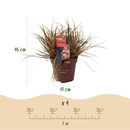 Ziergras Uncinia rubra Everflame – Mahagonigras Rot – Immergrün & winterhart – Höhe ca. 50cm – 17cm – Farbintensives Gras für Beet & Kübel
