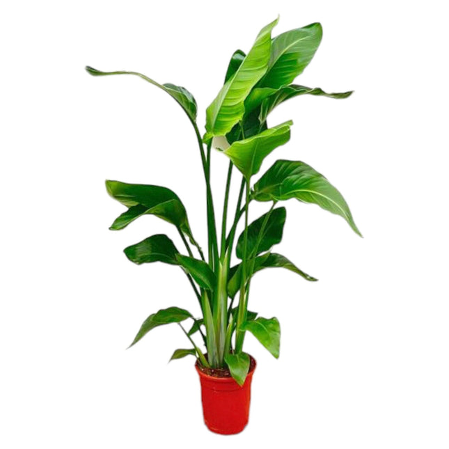 Strelitzia Nicolai – Paradiesvogelblume – Zimmerpflanze 70–90 cm – Ø17 cm – Tropische Grünpflanze für Wohnzimmer & Büro – Exotisch & pflegeleicht