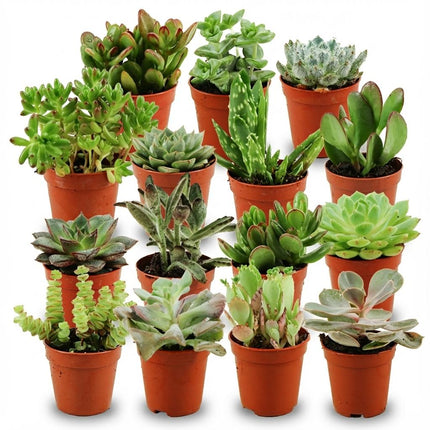 Mini Sukkulenten Mix – 15 Pflanzen – Ø5,5cm – Höhe 5-10cm – Pflegeleichte Zimmerpflanzen – Kleine Sukkulenten für Schalen Fensterbank & Wohnraum