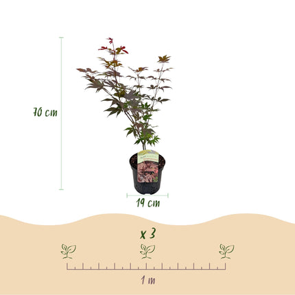 Japanischer Ahorn – Acer palmatum 'Atropurpureum' – 2 Pflanzen – ca. 70 cm hoch – Ø19 cm – tief lila Blätter – Balkon- & Gartenpflanze