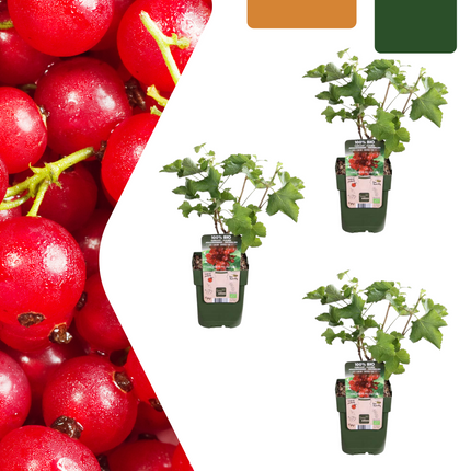 Bio Stachelbeere Ribes rubrum – Biologische Johannisbeersträucher – Ø13cm – ↨20cm – 3 Pflanzen – Frostbeständig & Vieltragend – Für Balkon, Garten & Terrasse