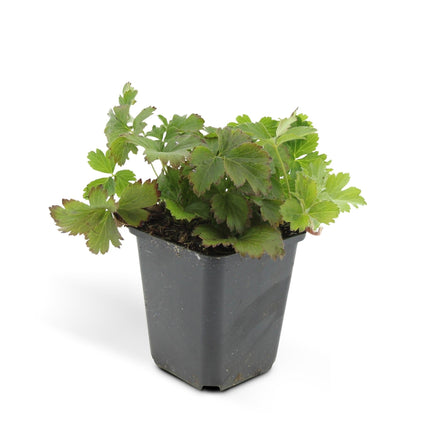 Waldsteinia ternata – 24 Pflanzen – ↕10-25cm – Ø9cm – Bodendeckerpflanze – Gelbe Blüten – Sonne & Halbschatten – Pflegeleicht – Garten & Beete