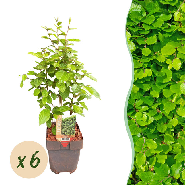 Gemeine Hainbuche Carpinus betulus – Heckenpflanze – 6 Pflanzen – 1 laufender Meter – 17 cm – Höhe 55 cm – Dichtes Laub – Privatsphäre