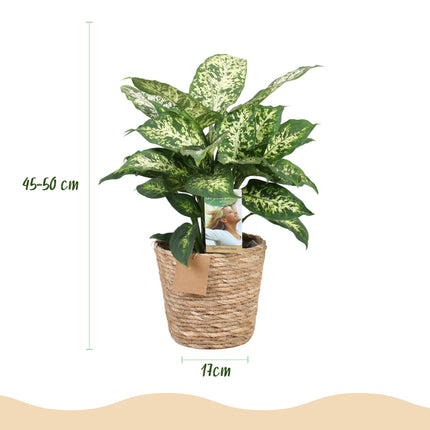 Dieffenbachia Compacta – 45-50cm – 17cm inkl. Naturkorb – Pflegeleichte bunte Zimmerpflanze – Marmoriertes Blattwerk