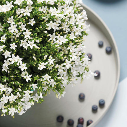 Campanula Addenda Ambella weiß 12er Set – Glockenblume weiß Topfgröße 12cm – winterhart, lang blühend – Bodendecker für ca.2m²