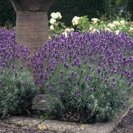 Lavendel Lavandula angustifolia 'Dwarf Blue' – ↕10-25cm – Ø9cm – 6 Pflanzen – Zwerglavendel, Duftend, Silbergrünes Laub, Bienenfreundlich, Winterhart