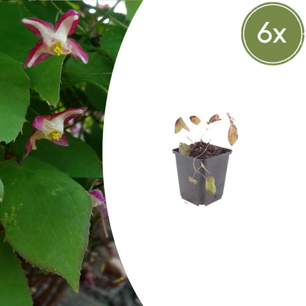 Elfenblume Epimedium rubrum – 6 Pflanzen – 10-25cm – Ø9cm – Winterharte Schattenstaude mit rotrosa Blüten – Bodendecker für Garten & Gehölzrand