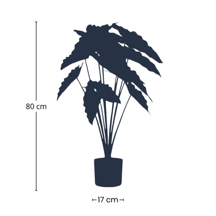 Alocasia Kunstpflanze 80cm – Tropischer Blickfang in Grün – Pflegeleicht & Realistisch – Ohne Gießen – Für Wohnzimmer, Büro & Gastronomie