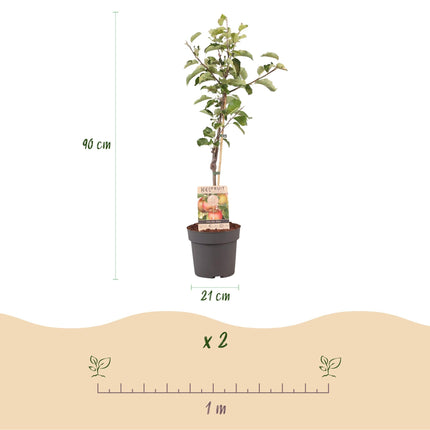 Apfelbaum – Malus domestica 'Elstar' – Rote & grüne Äpfel – Obstbaum für Garten & Balkon – Pflegeleicht – Topf Ø21 cm – Höhe ca. 90 cm