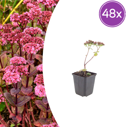 Sedum Matrona – 48 Pflanzen – Ø9cm – Höhe 10-25cm – Winterharte Fetthenne – Dunkelrosa Blüten