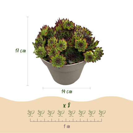 Bodendecker Sempervivum Big Sam – 8 Pflanzen – Winterhart – Verschiedene Farben – Pflegeleichte Hauswurz für Beete, Steingärten, Balkon & Terrasse – Ø14cm H17cm