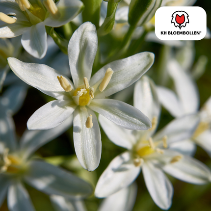 Vogelmilch (Ornithogalum) – 30 Blumenzwiebeln – weiße sternförmige Blüten – Frühlingsblumenzwiebeln – ideal für Rabatten & Naturgärten