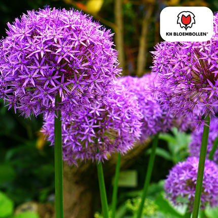 Allium 'Globemaster' – Zierlauch – violette Blütenkugeln – 5 Blumenzwiebeln – ↕80-100cm – bienenfreundliche Sommerblüher