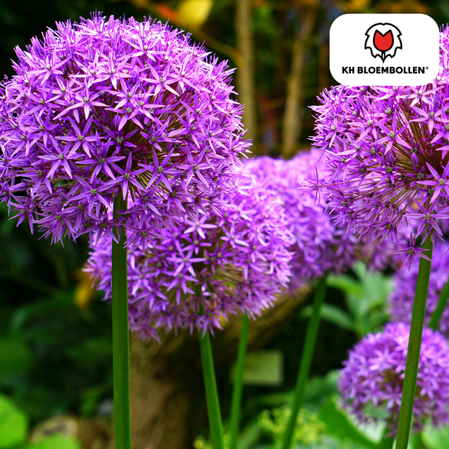 Allium 'Globemaster' – Zierlauch – violette Blütenkugeln – 5 Blumenzwiebeln – ↕80-100cm – bienenfreundliche Sommerblüher