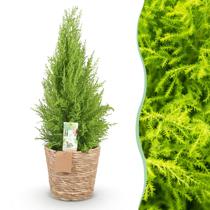 Cupressus Gold Crest Wilma – 85-95cm – 21cm mit Korb – Pflegeleichte Zimmerkonifere – Gelbgrüne Duftzypresse für Wohnzimmer, Büro & Eingangsbereiche