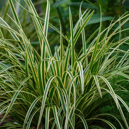 Weißrandige Segge Carex morrowii Ice Dance – Immergrünes Ziergras – Weiß-grüne Blätter – 4 Pflanzen – Pflegeleicht – Winterhart – Ø17 cm – Höhe ca. 50 cm
