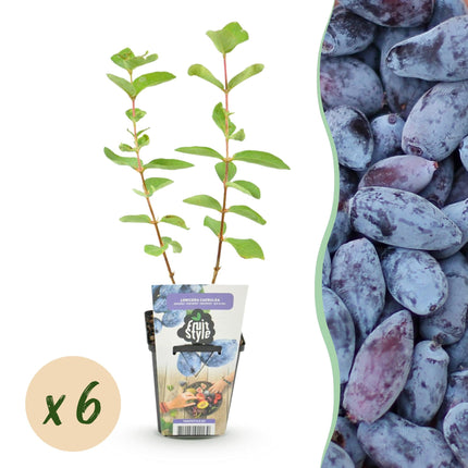 Honigbeere Lonicera caerulea Kamtschatica winterhart 6 Pflanzen Ø9cm Höhe 30cm – Blaue Honigbeere mit süß – säuerlichem Aroma für Garten & Balkon