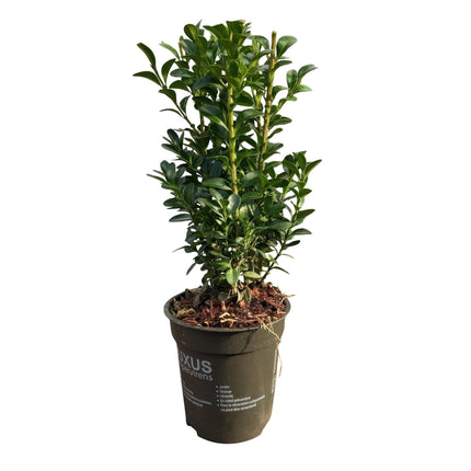 Gewöhnlicher Buchsbaum Buxus sempervirens – Immergrüne Heckenpflanzen – 8 Pflanzen – 1 m – 9 cm Höhe 20–25 cm – Grün – Pflegeleicht