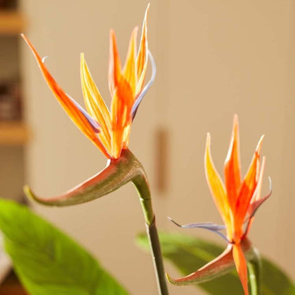 Strelitzia mit Blüten – 120cm – Kunstpflanze im schwarzen Topf – tropischer Blickfang – hochwertige Dekopflanze für Wohnzimmer, Büro & Flur – pflegeleicht