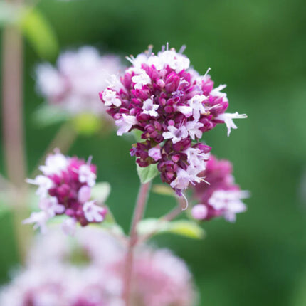 Origanum laevigatum Herrenhausen – 12 Pflanzen – Ø9cm – Höhe 10-25cm – Winterharter Zieroregano – Bienenfreundlich – Für Beet, Steingarten & Präriegarten
