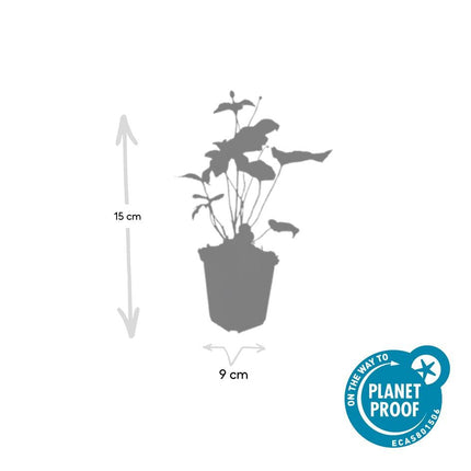 Japan – Herbst – Anemone hyb. 'Honorine Jobert' – ↕10-25cm – Ø9cm – 6 Pflanzen – Herbstblüher – Pflegeleicht – Sonne & Halbschatten
