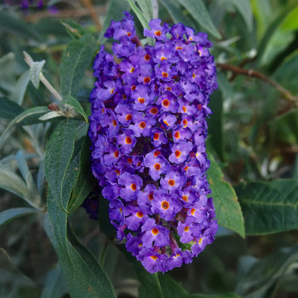 Schmetterlingsstrauch Buddleja davidii Empire Blue – Blau blühender, laubabwerfender Gartenstrauch – Schmetterlings – & bienenfreundlich