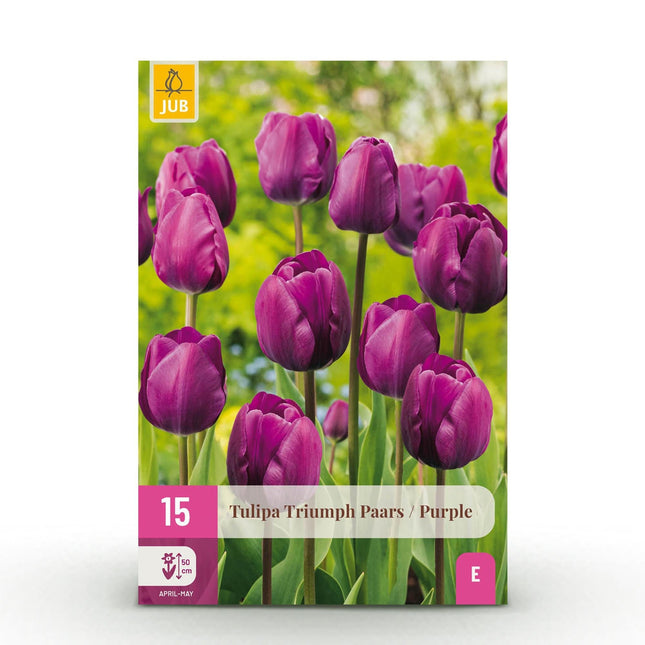 Blumenzwiebeln Tulipa Triumph Purple – Lila – 15 Stück – Zwiebelgröße 11/12 – Elegante Triumph-Tulpen für Garten, Balkon & Terrasse – Frühjahrsblüher