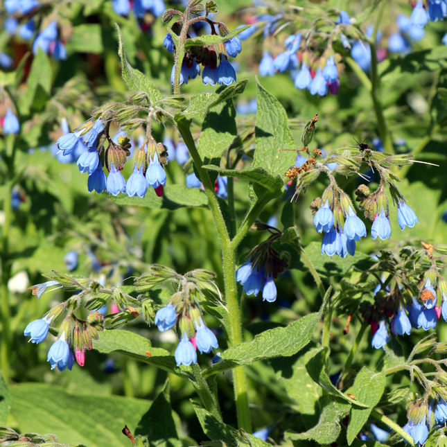Symphytum grandiflorum Wisley Blue – 6 Pflanzen – Ø9cm – Höhe 10-25cm – Blauer Beinwell – Bodendecker für Schattenbeet – Winterharte Staude