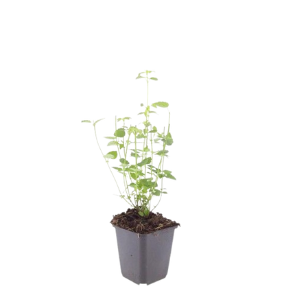 Asiatische Duftnessel Agastache 'Black Adder' – 12 Pflanzen – Staude – Dunkelviolette Blüten – Ø9cm – 10-25cm hoch – Bienenfreundlich & pflegeleicht