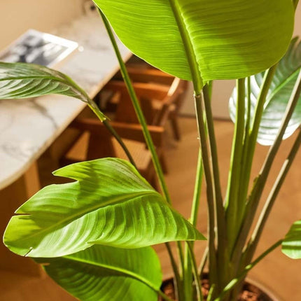 Strelitzia nicolai – 180cm – Kunstpflanze im schwarzen Topf – XXL Deko-Pflanze für Innenbereich