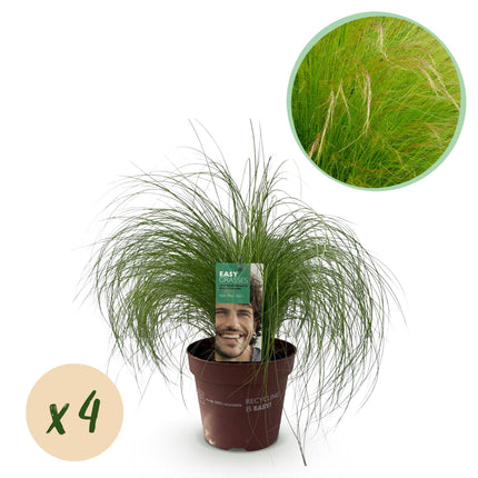 Zartes Federgras – Stipa tenuifolia Pony Tails – Ziergras – Grün – 4 Pflanzen – Immergrün – Wenig Pflege – 17cm – Höhe 50cm