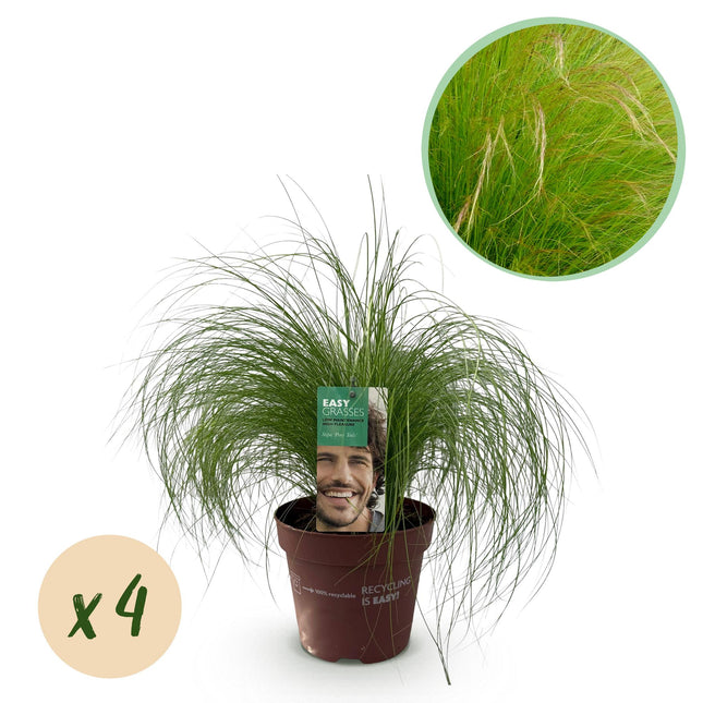 Zartes Federgras – Stipa tenuifolia Pony Tails – Ziergras – Grün – 4 Pflanzen – Immergrün – Wenig Pflege – 17cm – Höhe 50cm