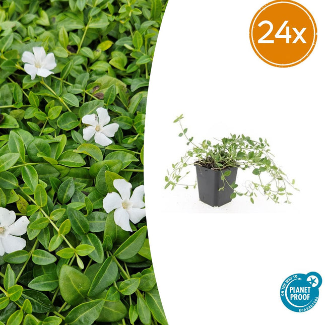 Vinca minor 'Gertrude Jekyll' – 24 Pflanzen – Immergrüner Bodendecker – Weiß blühend – Tiefgrüne Blätter – 10–25 cm – Ø9 cm – Schattentolerant & pflegeleicht