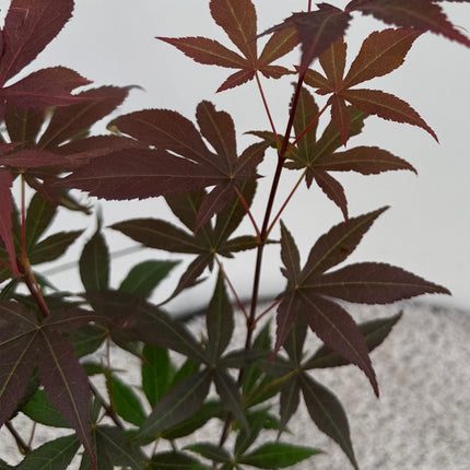 Ahorn Acer palmatum Atropurpureum – 12cm Höhe ca. 35cm – Tiefrote Blätter & eleganter Wuchs – Laubabwerfend & pflegeleicht