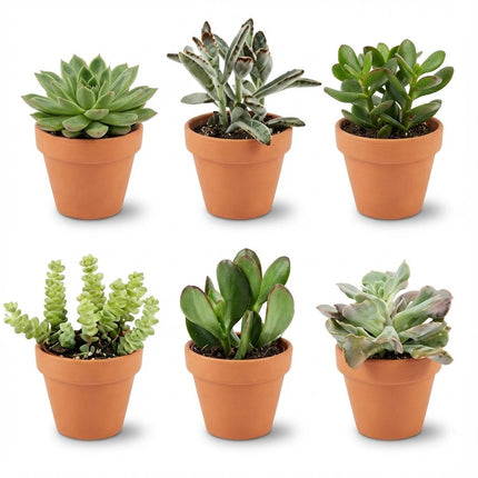 Mini Sukkulenten Mix – 6 Pflanzen – Ø8,1cm Terrakottatöpfe – Höhe 5-10cm – Pflegeleichte Zimmerpflanzen – Ideal für Fensterbank Büro & Wohnraum