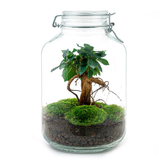 Flaschengarten DIY Bausatz Ficus Ginseng Bonsai – Terrarium Ø18cm x H28cm – Selbstbewässerndes Mini-Ökosystem – Do-It-Yourself Pflanzterrarium mit Moos & Zubehör