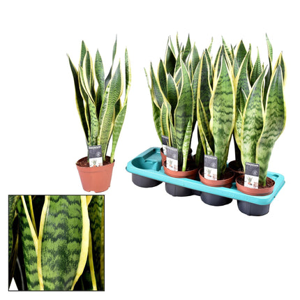 Sansevieria Laurentii – Zimmerpflanze – Ø14cm – ↕55cm – Robust & pflegeleicht – Luftreinigend – Ideal für Wohnung & Büro