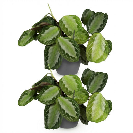 Maranta Fascinator Silverband 2er Set Pflanzen Mit Grauem Topf Ø12cm Höhe ca.25cm Gebetspflanze Grün Haustierfreundlich Pflegeleicht Für Zimmer