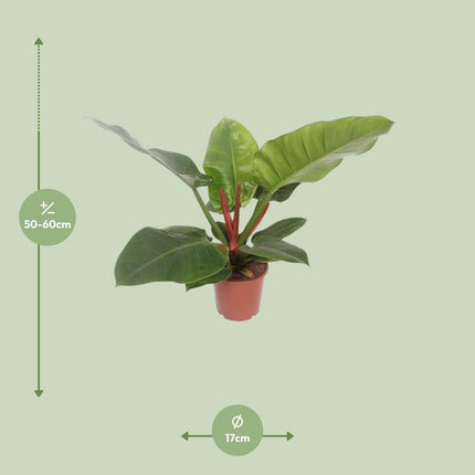 Baumfreund – Philodendron Imperial Green – Zimmerpflanze – Ø17cm – ↕60cm – Tropische, pflegeleichte Grünpflanze mit glänzenden Blättern