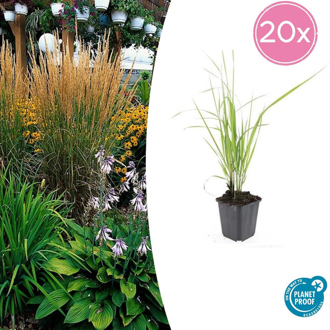 Sandrohr – Calamagrostis acutiflora 'Karl Foerster' – ↕10-25cm – Ø9cm – 20 Pflanzen – winterhartes, pflegeleichtes Ziergras
